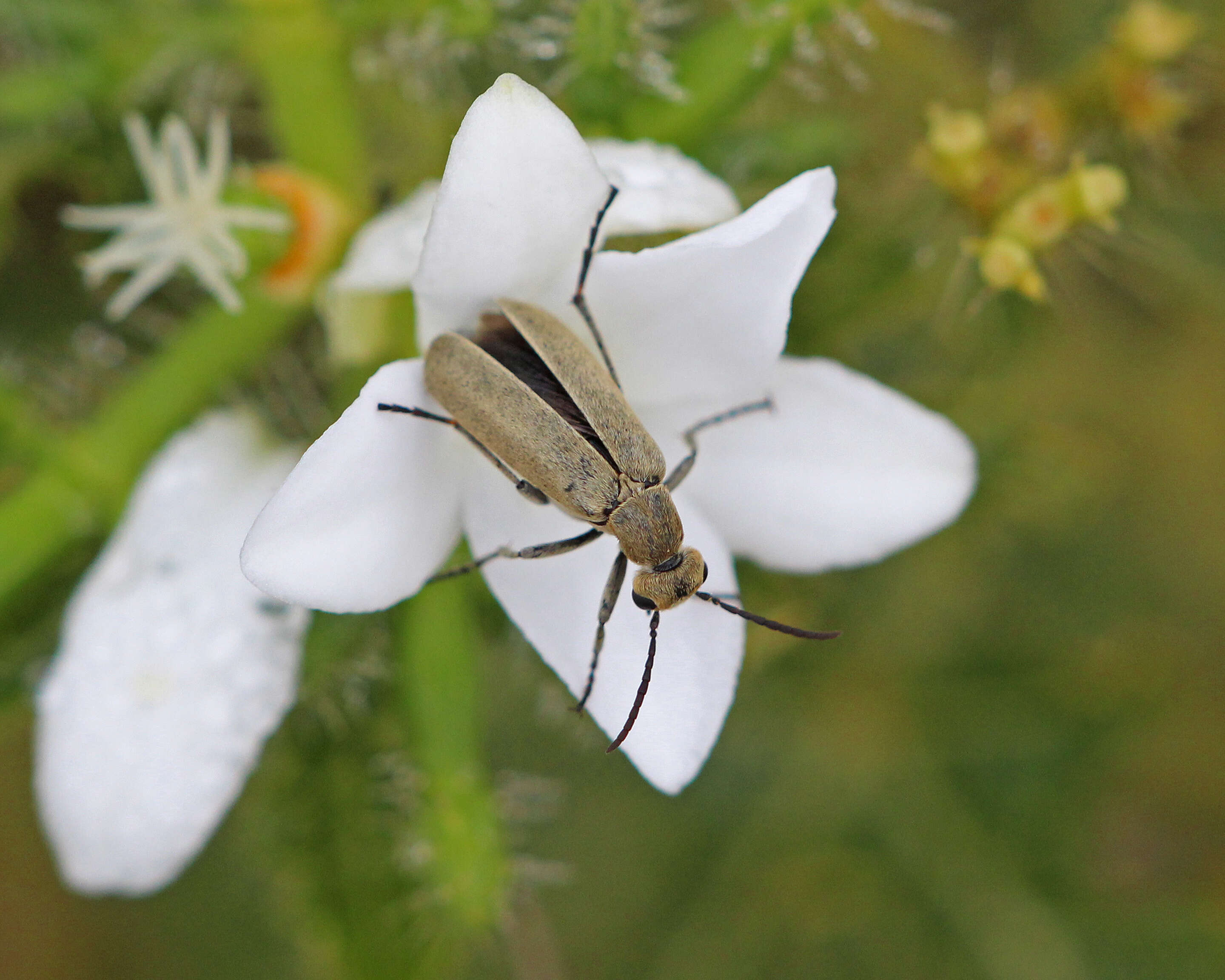 Image of Epicauta (Epicauta) strigosa (Gyllenhal 1817)