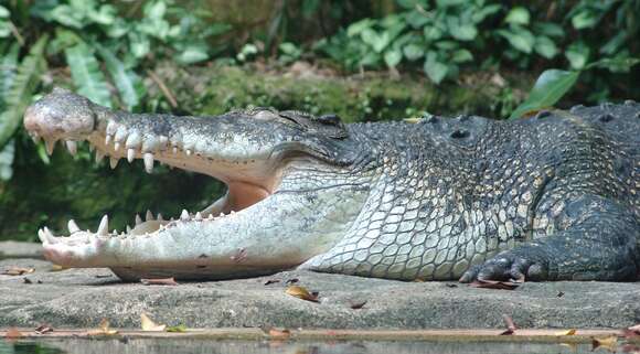 Image of Estuarine Crocodile