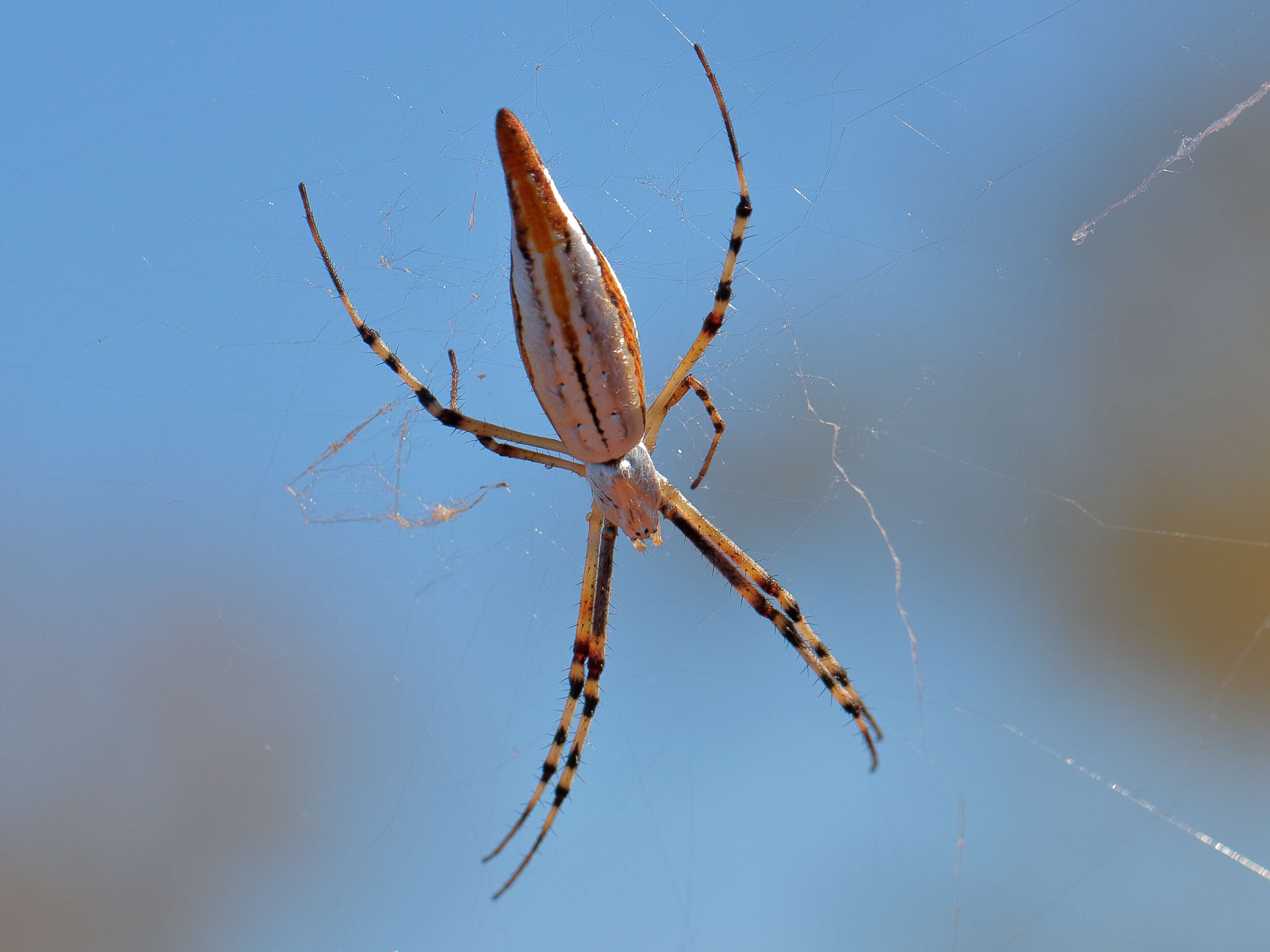 Image of Argiope protensa L. Koch 1872