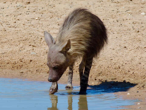 Image of Brown Hyena -- Brown Hyaena