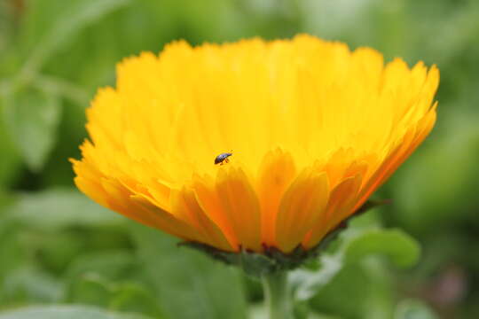 Image of pot marigold