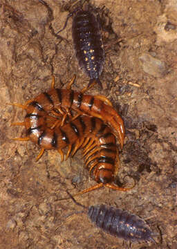 Image of Mediterranean banded centipede