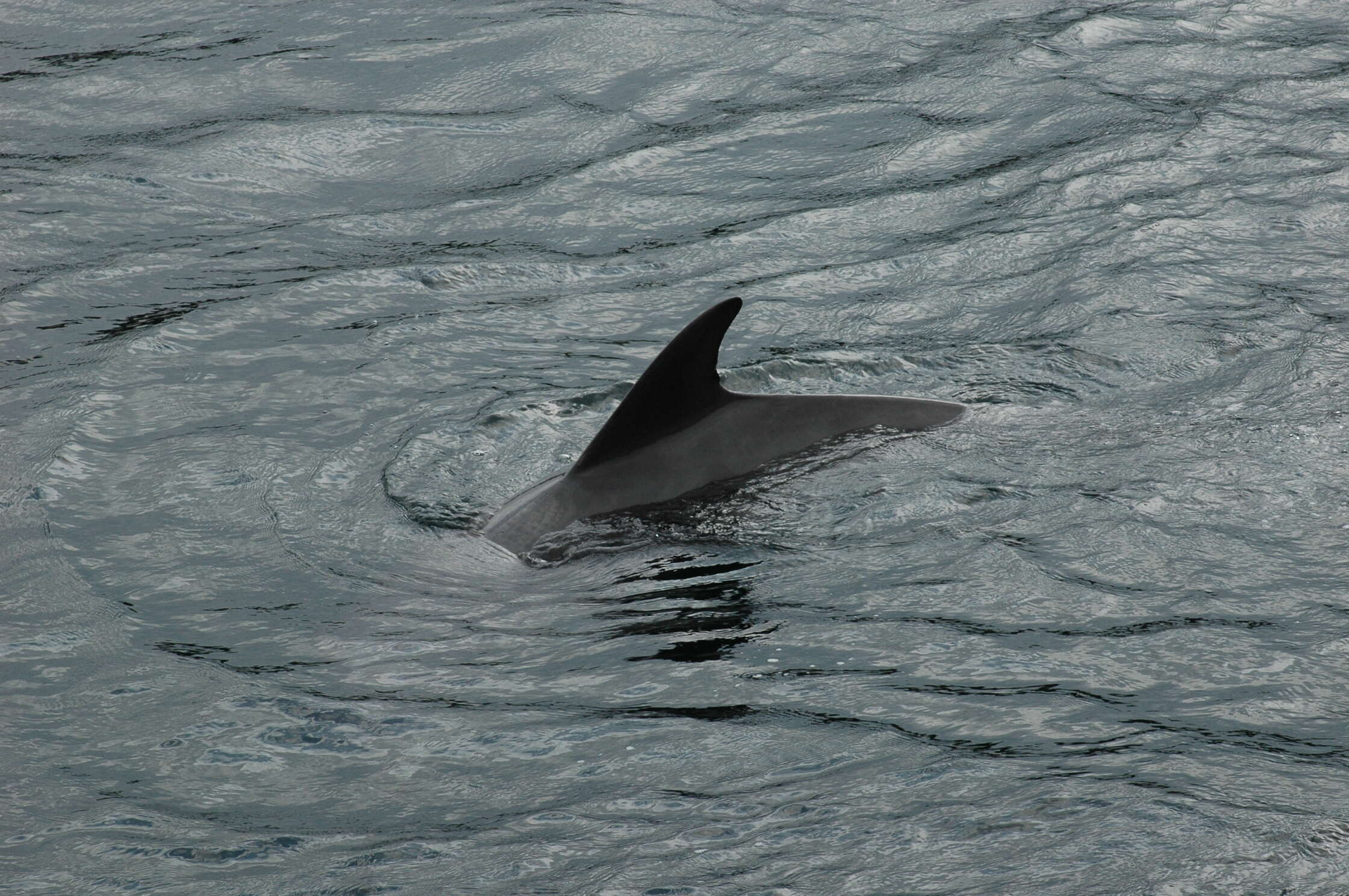 Imagem de Tursiops Gervais 1855