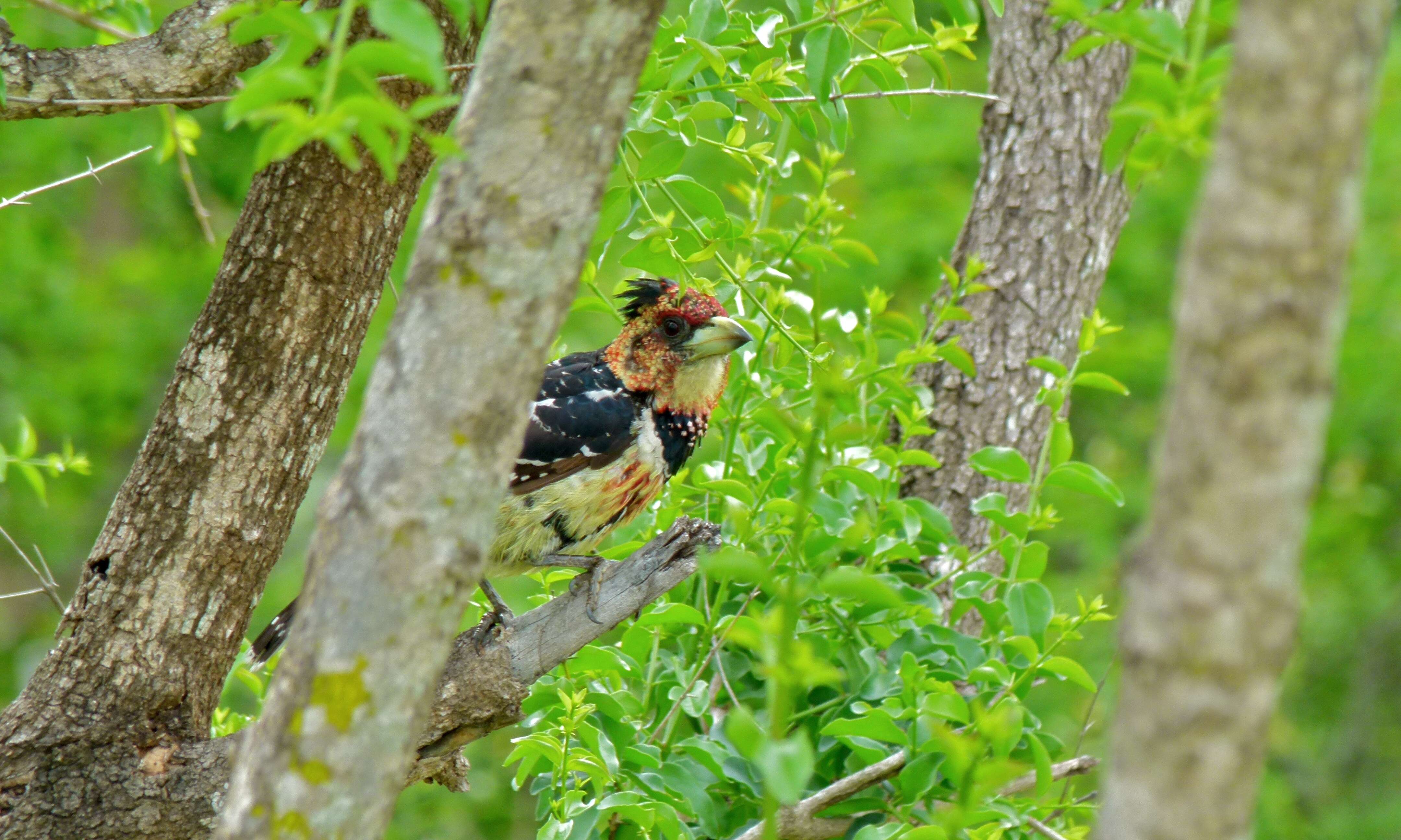 Image of African terrestrial barbets