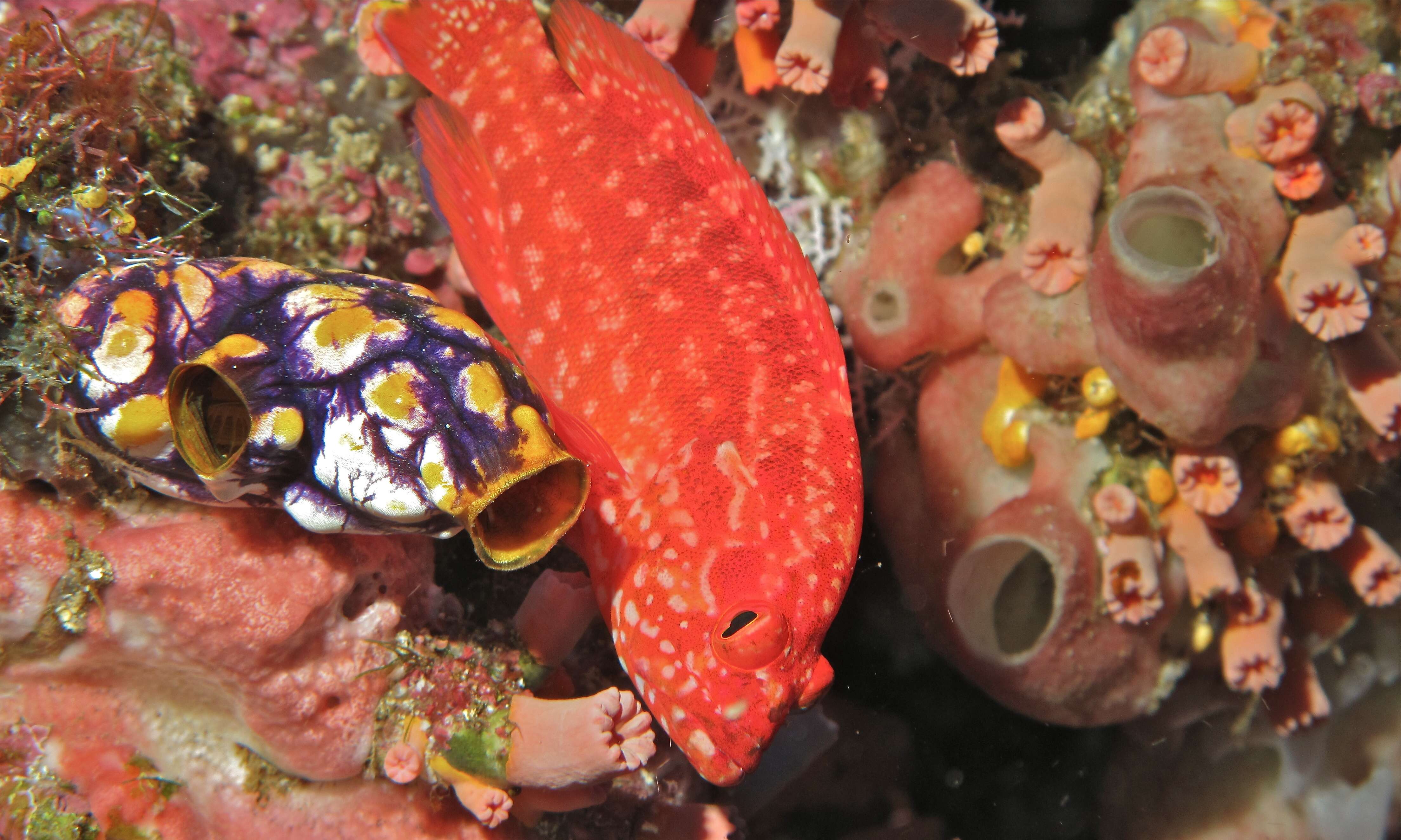 Image of Strawberry grouper