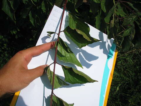 Image of bloodtwig dogwood