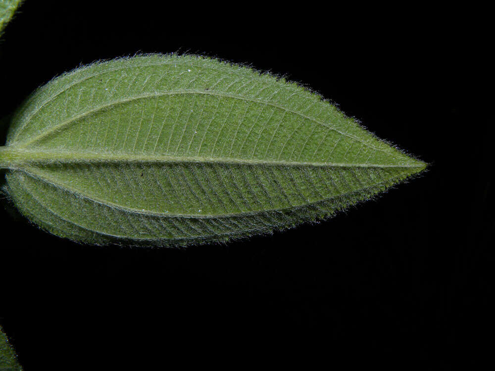 Image of Clidemia sericea D. Don