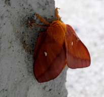 Image of Pink-striped Oakworm