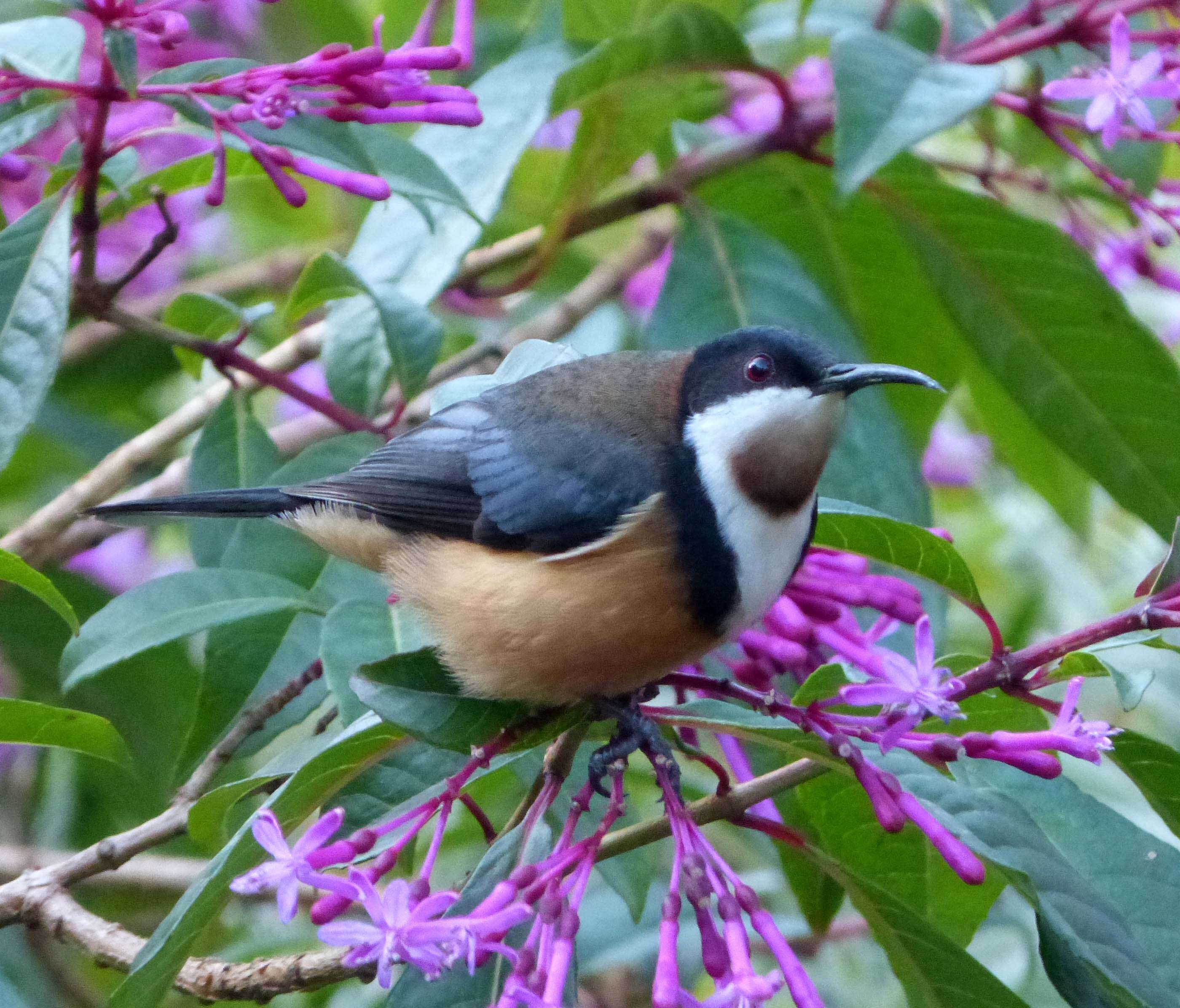 Plancia ëd Acanthorhynchus Gould 1837