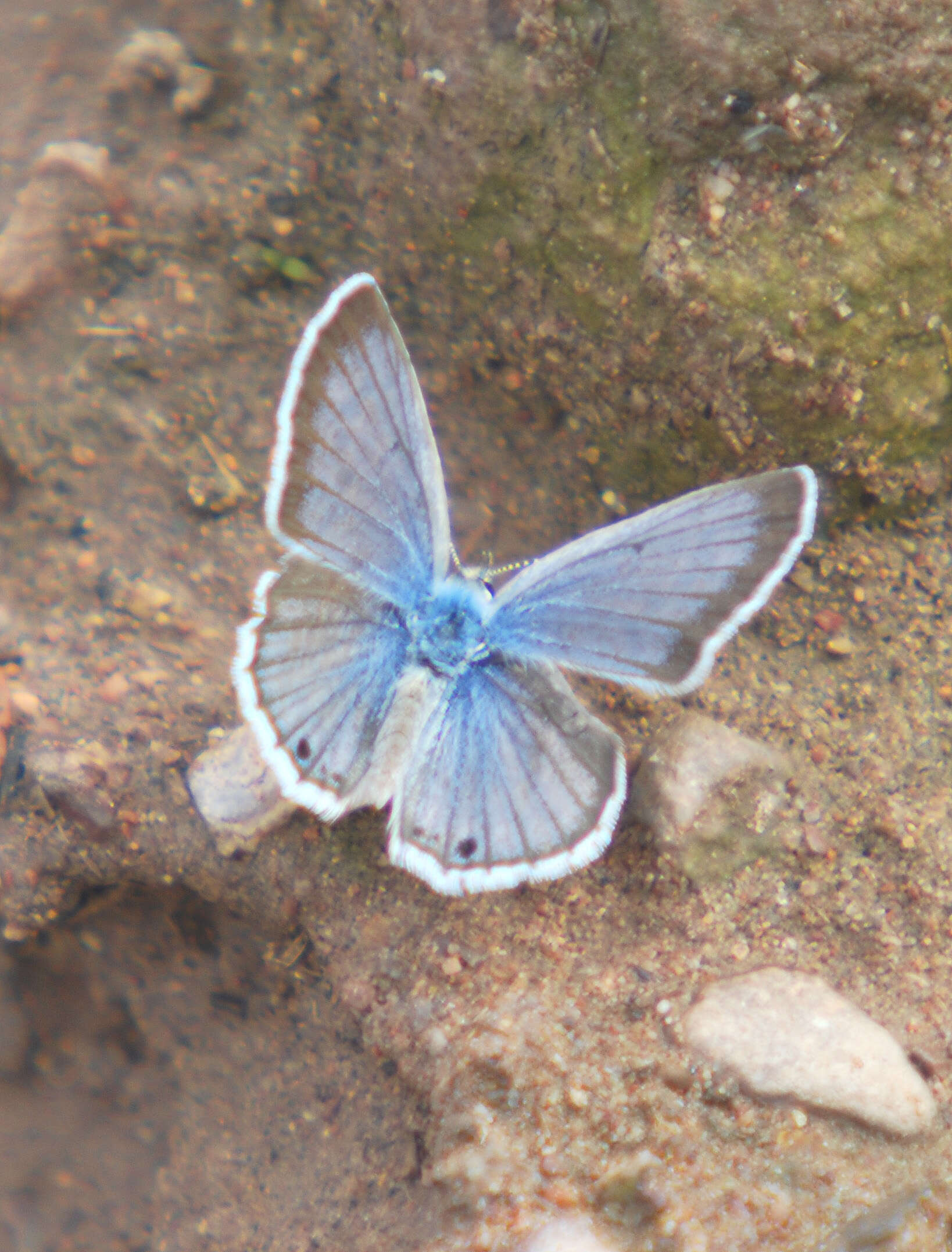 Image of Echinargus