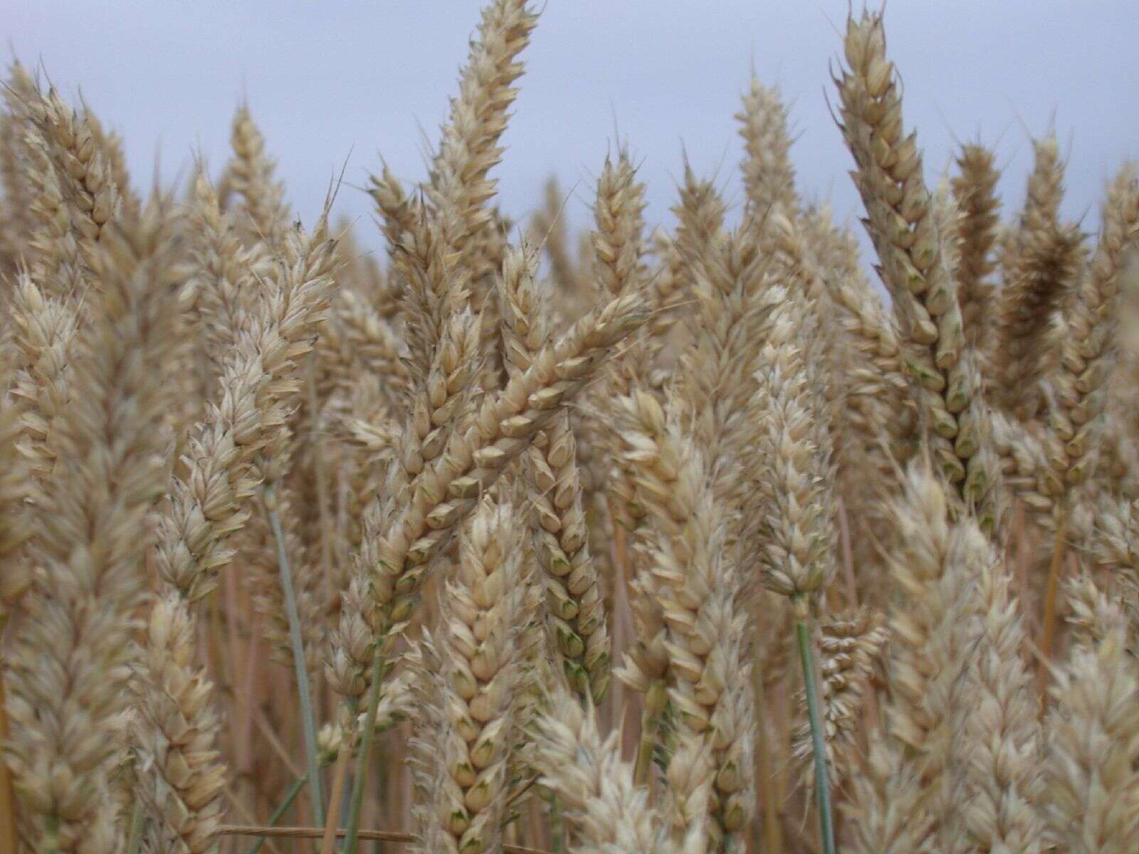 Imagem de Triticum aestivum L.