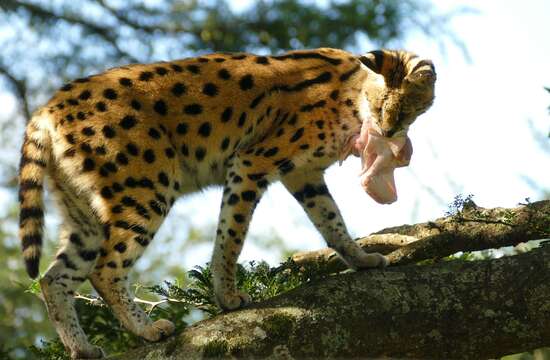 Image of Serval (cat)