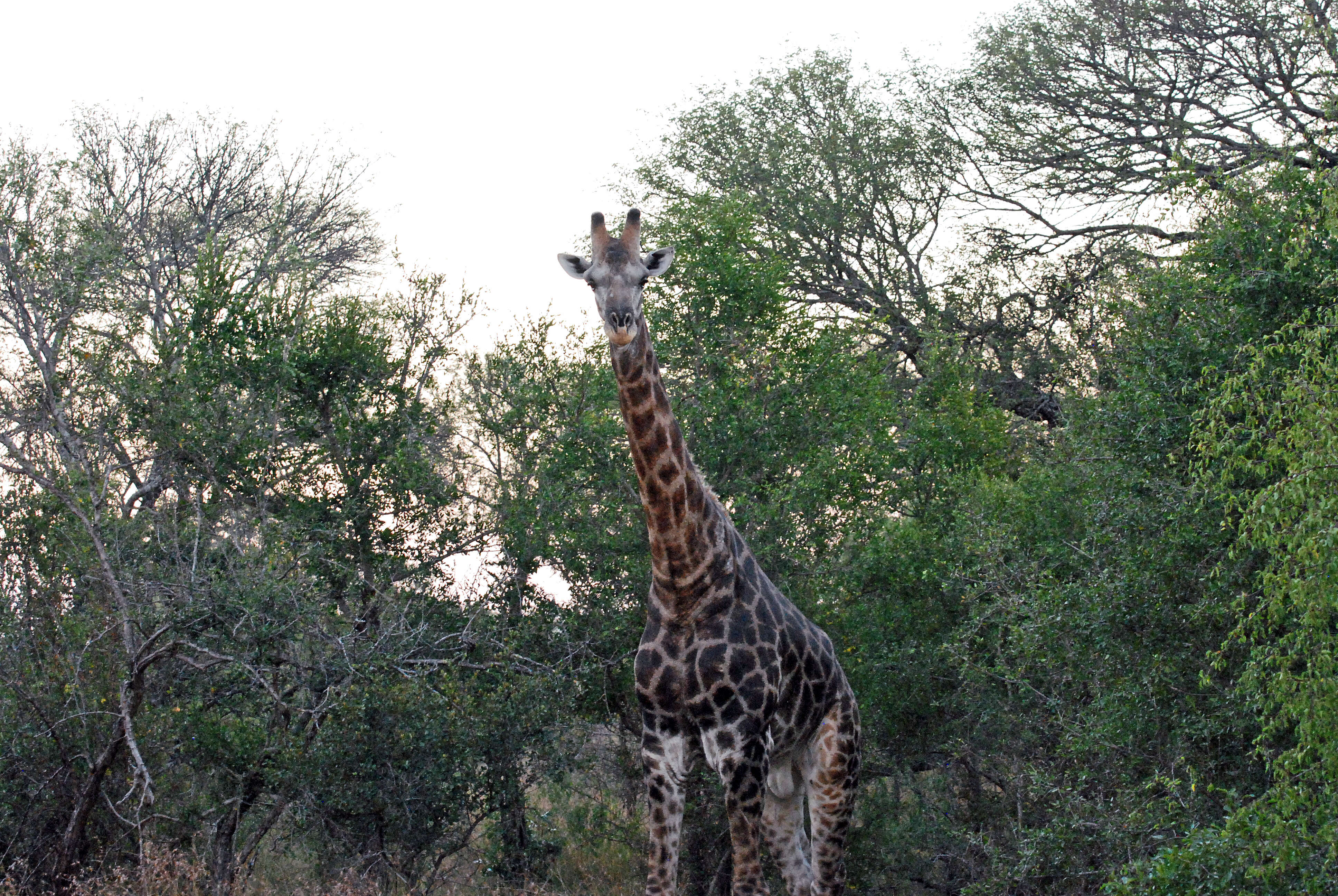 Image of Giraffes