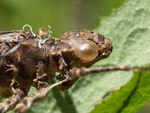 Image of Spotted Darners