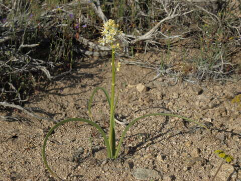 Image of foothill deathcamas