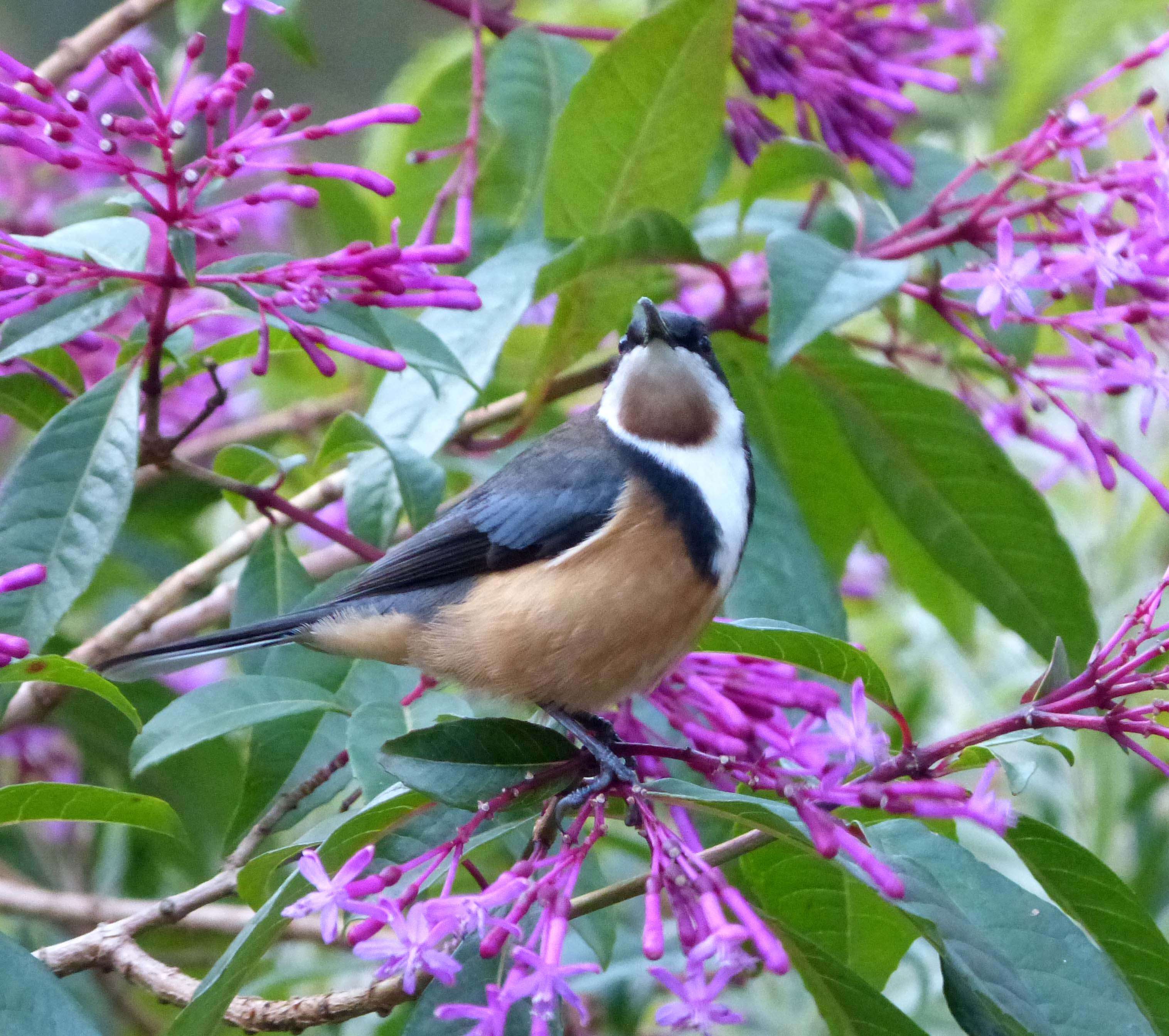 Image of Spinebill