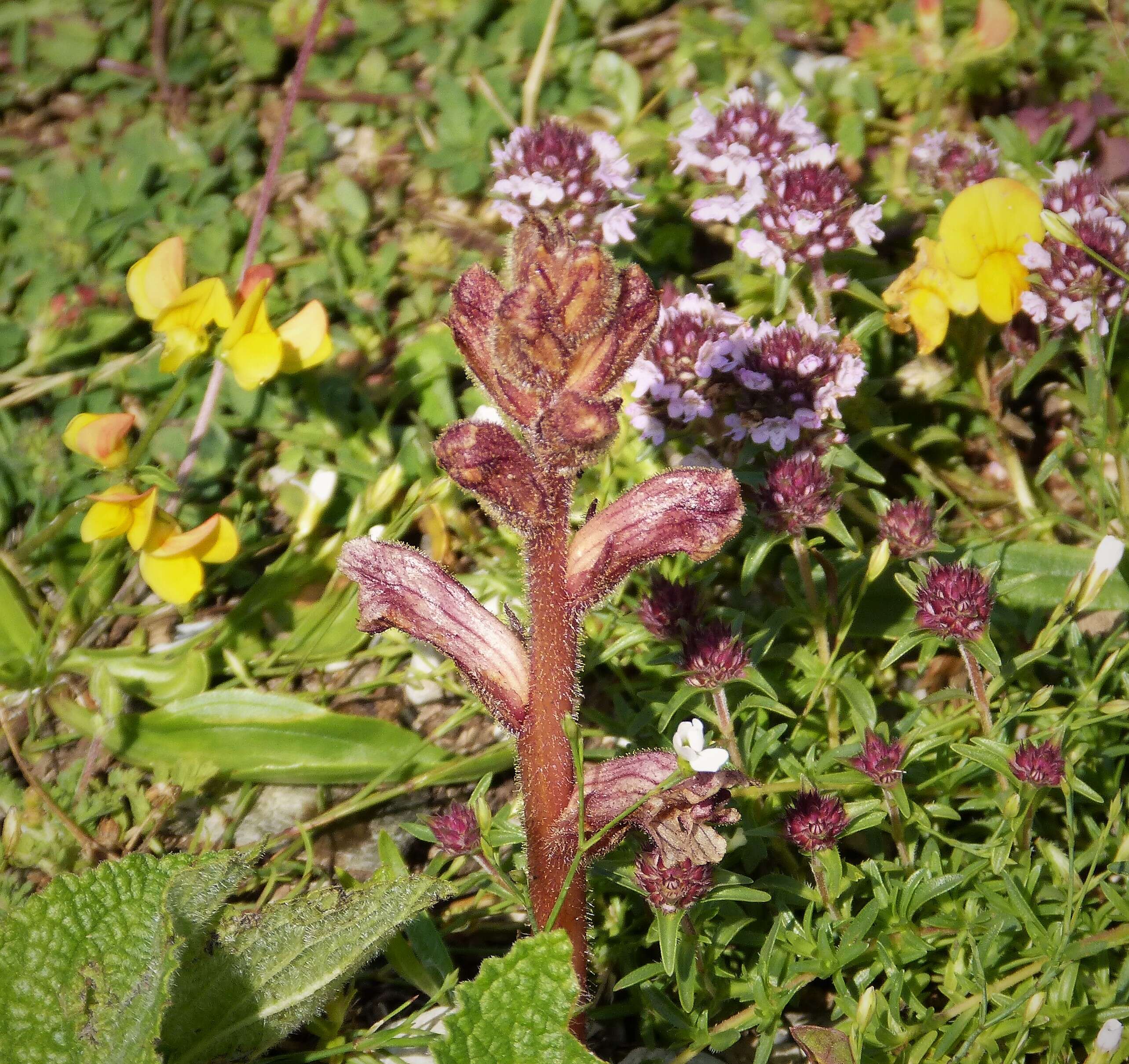 Image de Orobanche alba Steph. ex Willd.