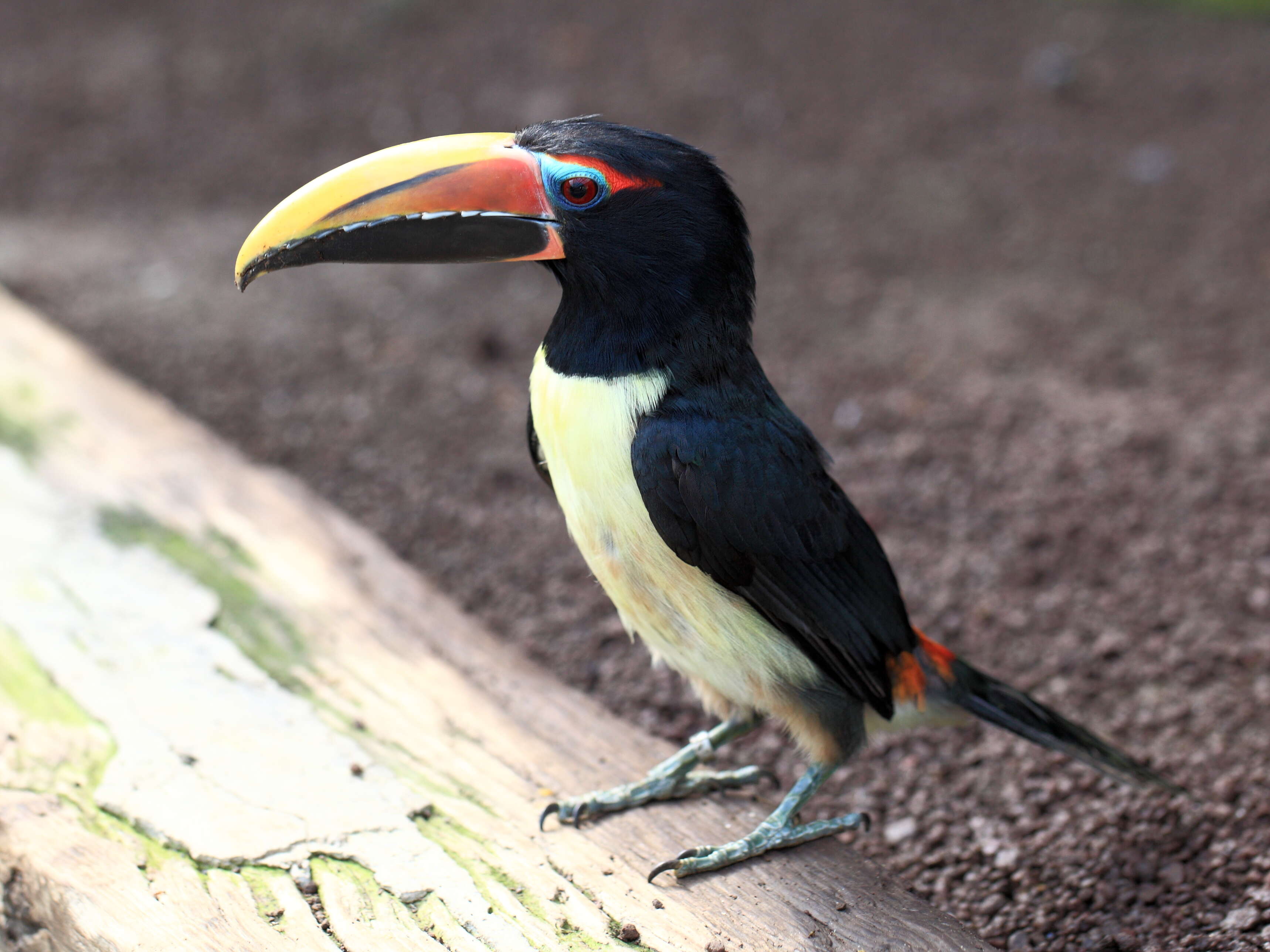 Image of Aracari