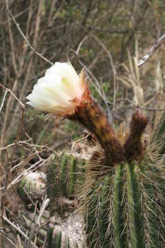 Echinopsis bridgesii subsp. vallegrandensis (Cárdenas) M. Lowry resmi