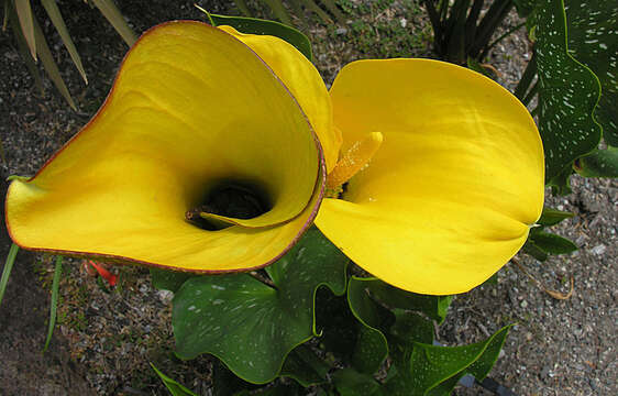 Image of Zantedeschia jucunda Letty