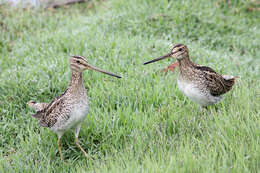 Image of Japanese Snipe