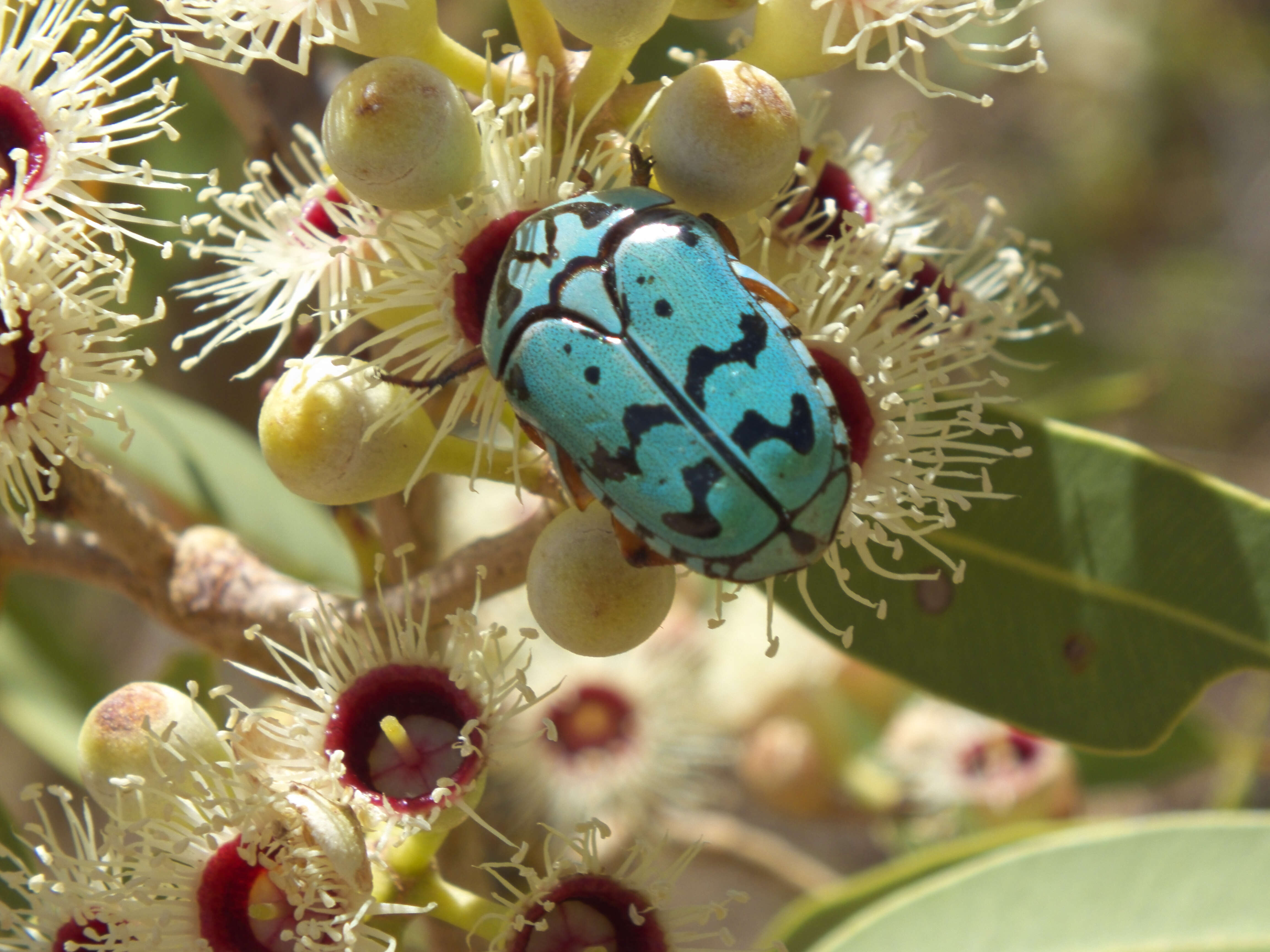 Image of flower chafers (beetles)