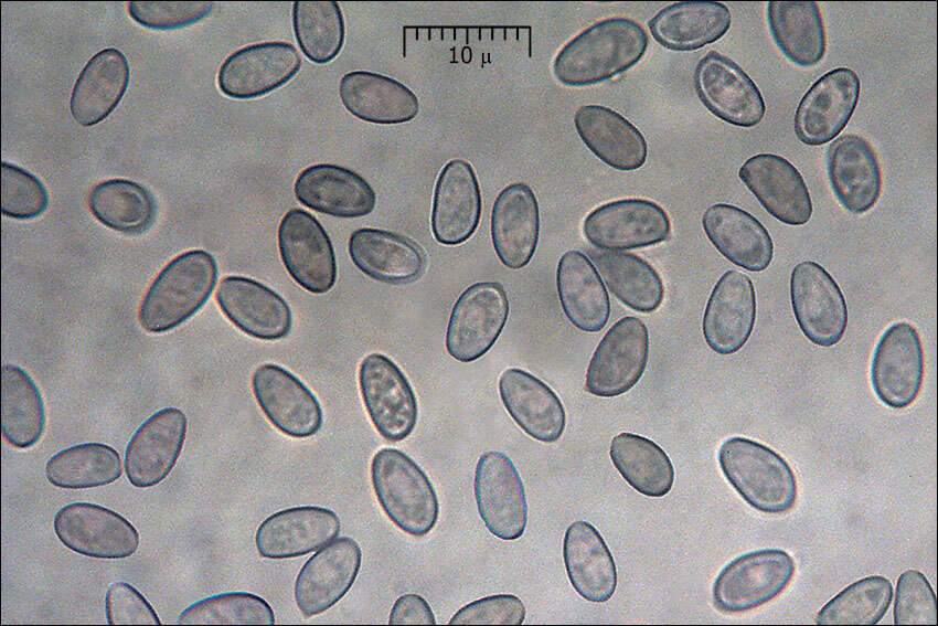 Image of Hypholoma