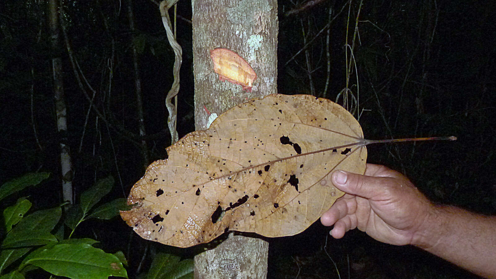 Image of Pterygota brasiliensis F. Allem.