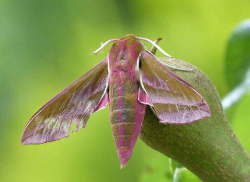 Image of small elephant hawk-moth