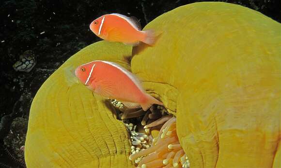 Image of Pink anemonefish