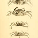 Image of Chaceon paulensis (Chun 1903)