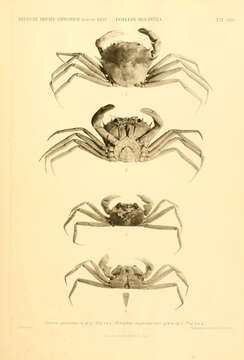 Image of Chaceon R. B. Manning & Holthuis 1989