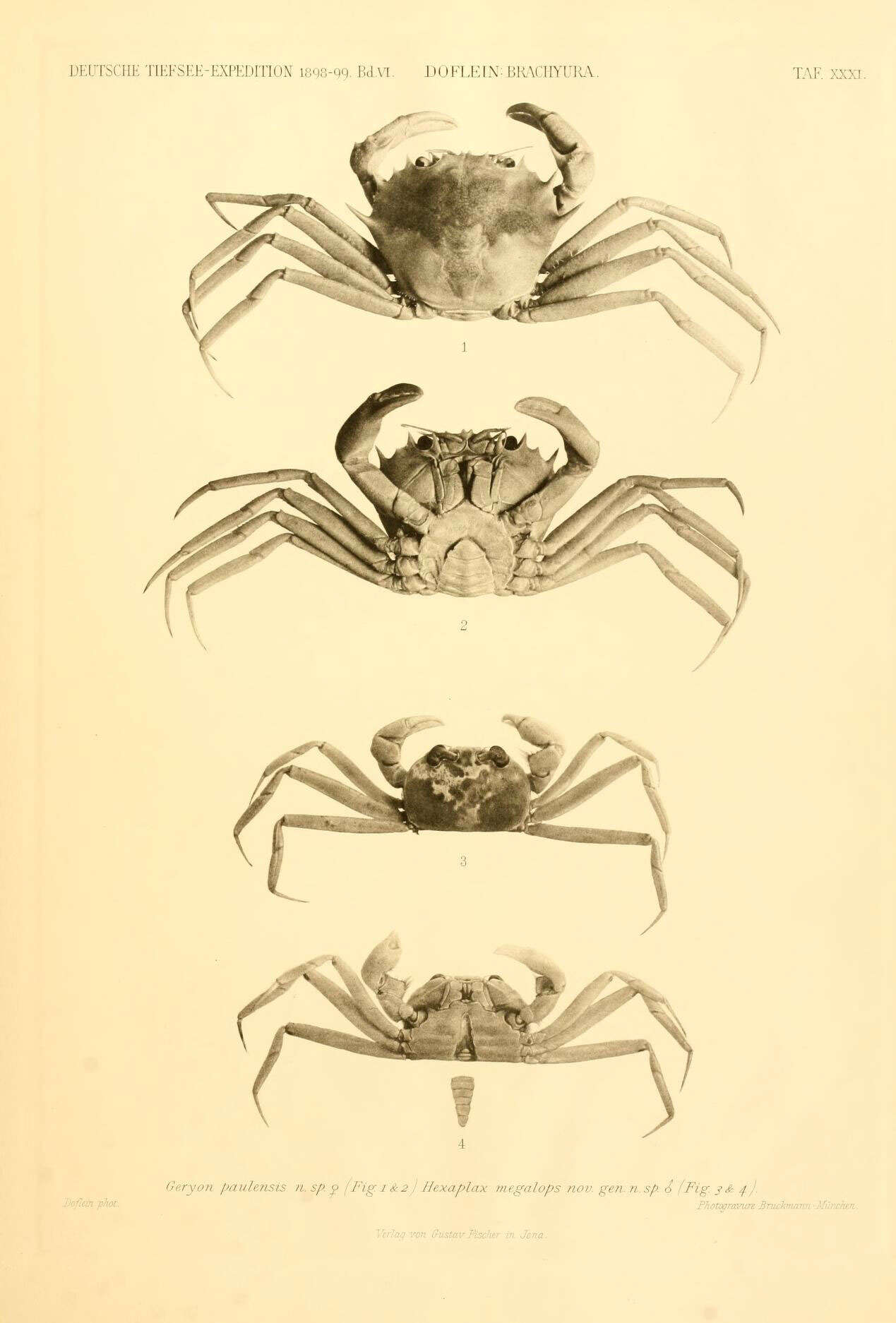 Image of deepsea crabs