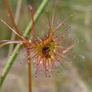 Image of Drosera peltata