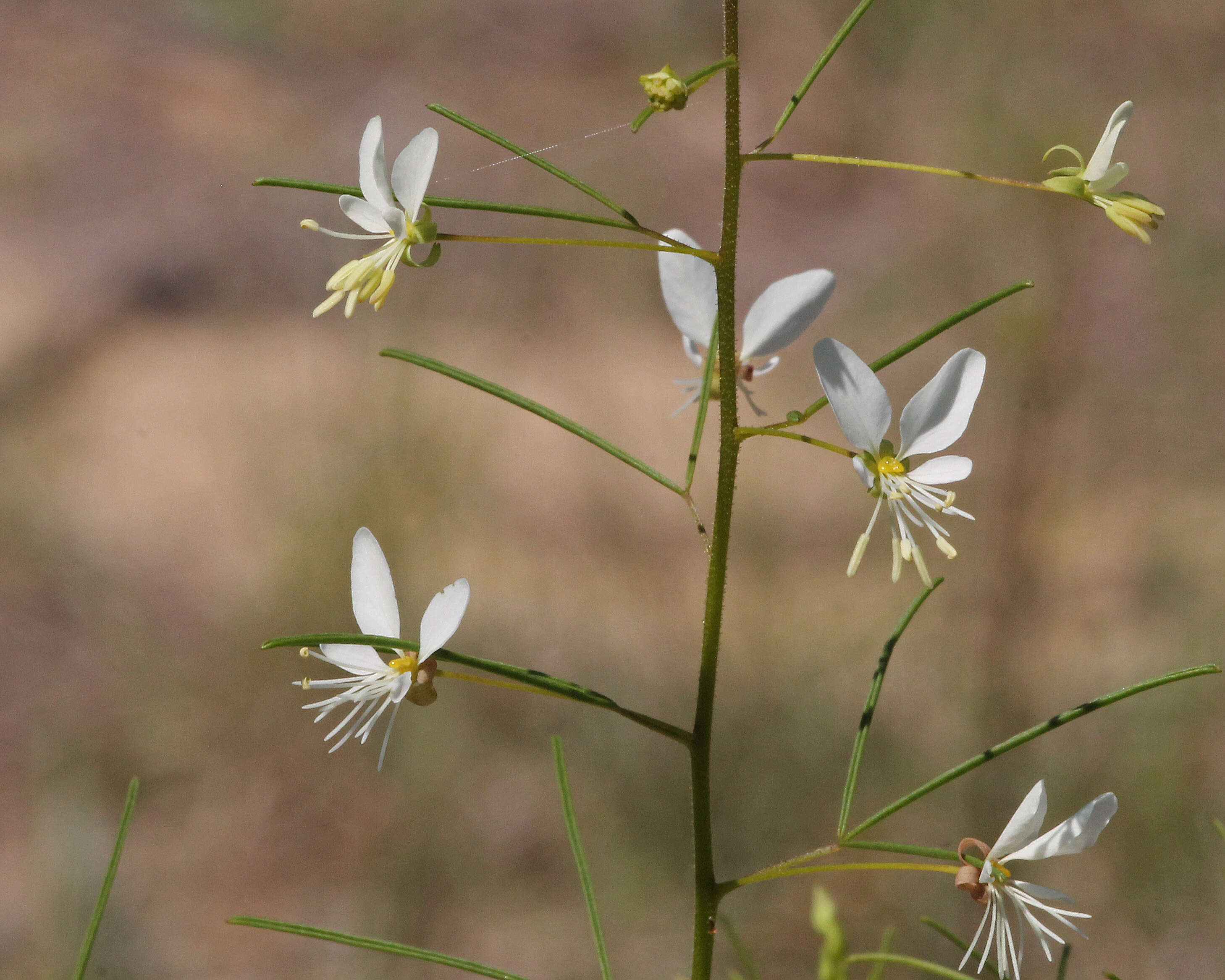 Image of clammyweed