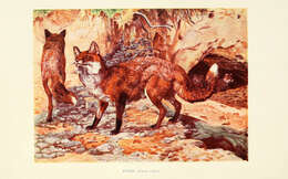 Image of Foxes