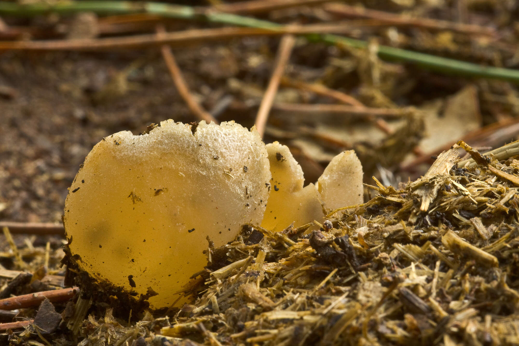 Image of cup fungi