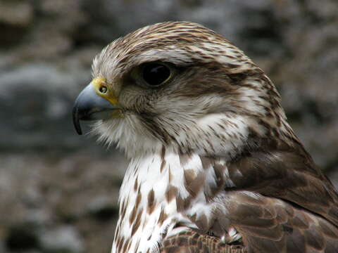 Image of Saker Falcon