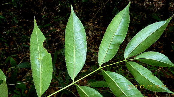 Image of Zanthoxylum nemorale Mart.