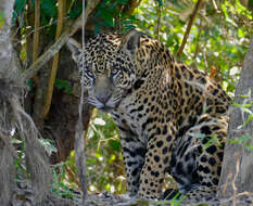 Image of Jaguar