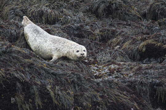 Image of Mediterranean Monk Seal