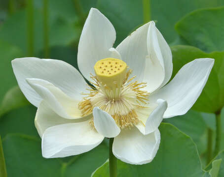 Image of lotus