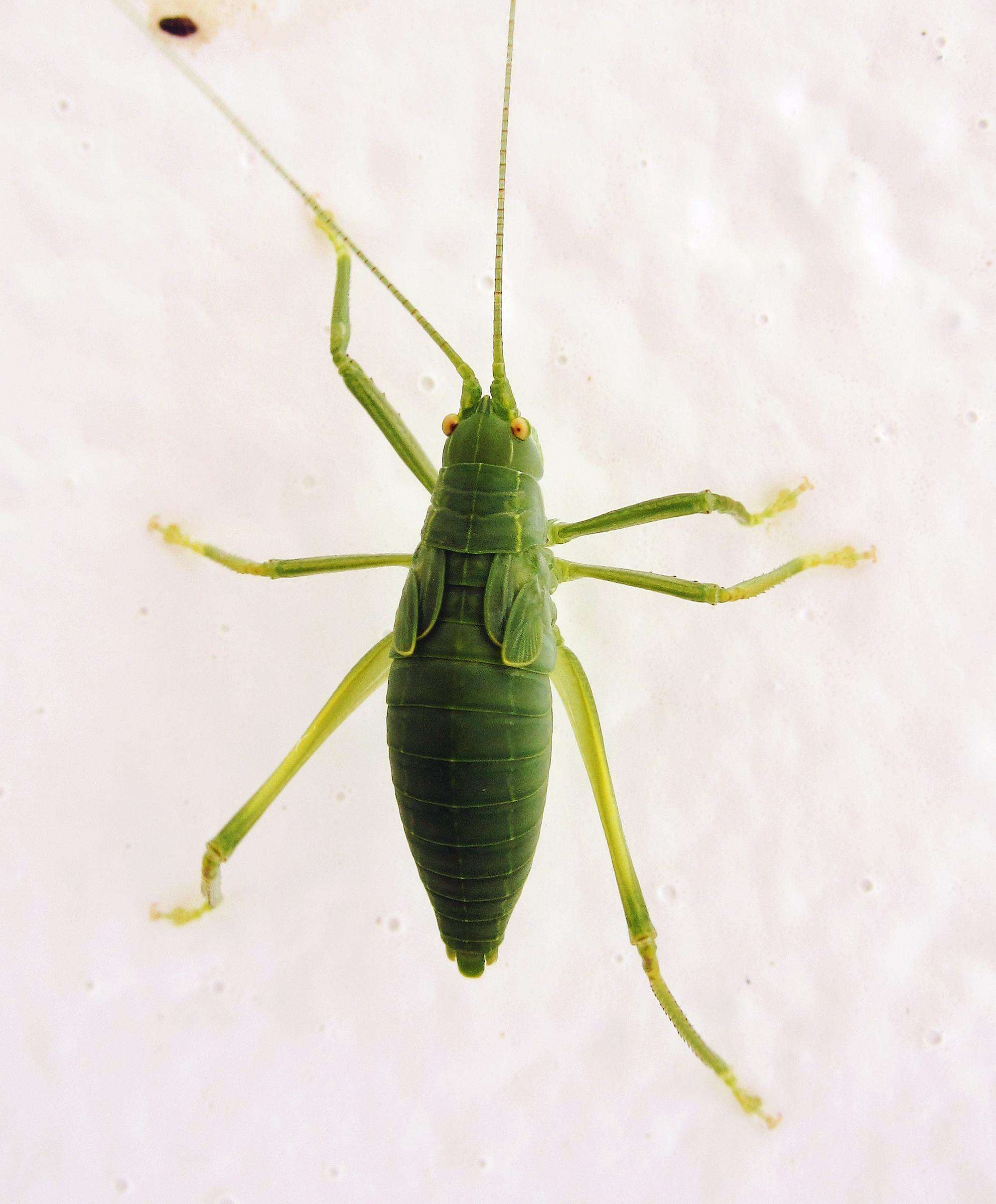 Image of Pterophylla