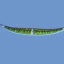 Closterium calosporum resmi