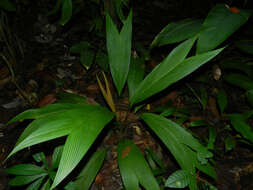 Image of Asterogyne martiana (H. Wendl.) H. Wendl. ex Drude