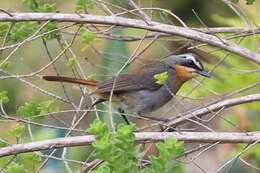 Image of Cape Robin