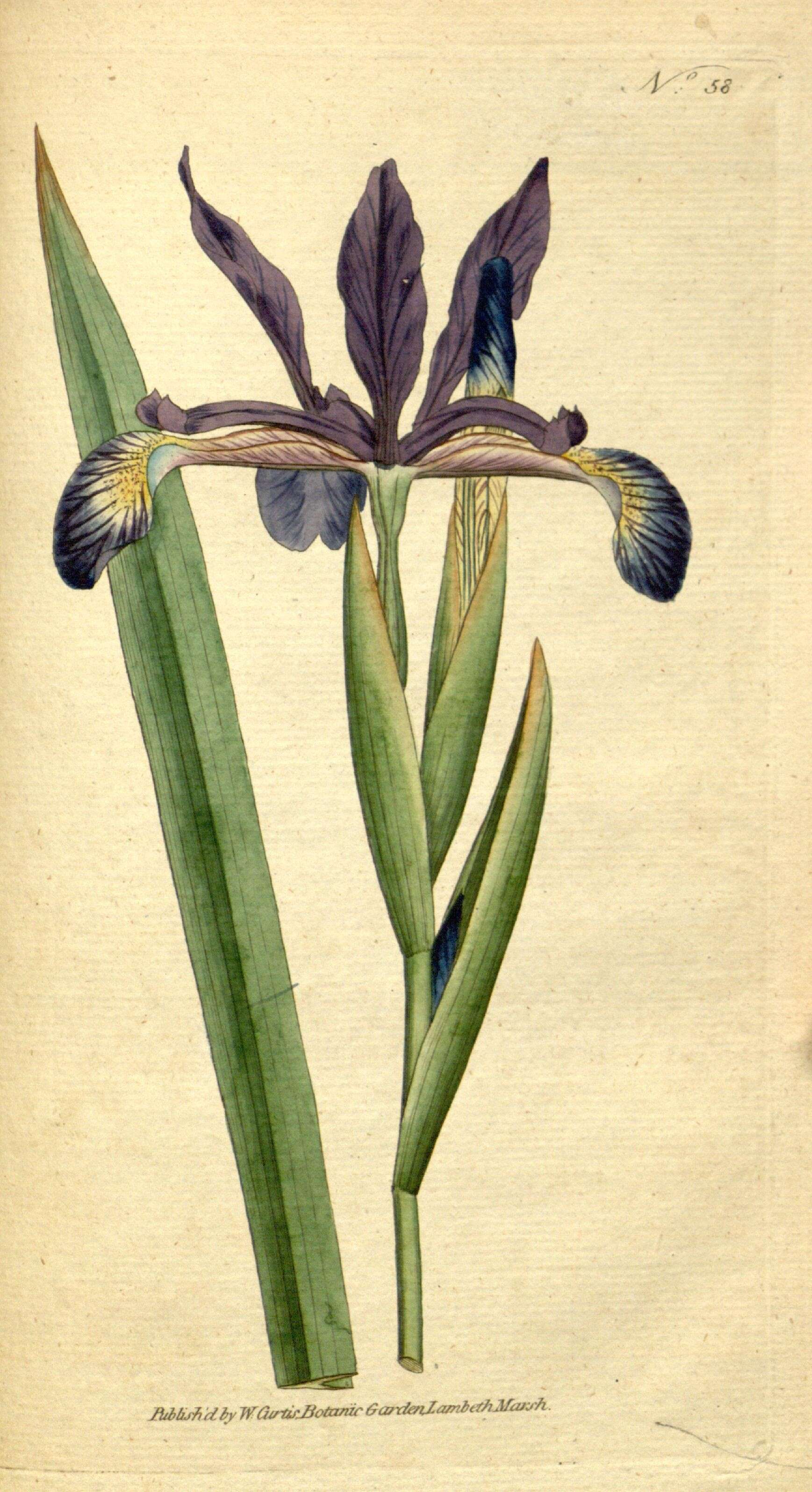 Image of Blue Iris