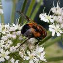 Image of Volucella inflata (Fabricius 1794)