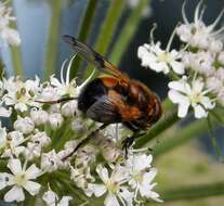 Image of Volucella