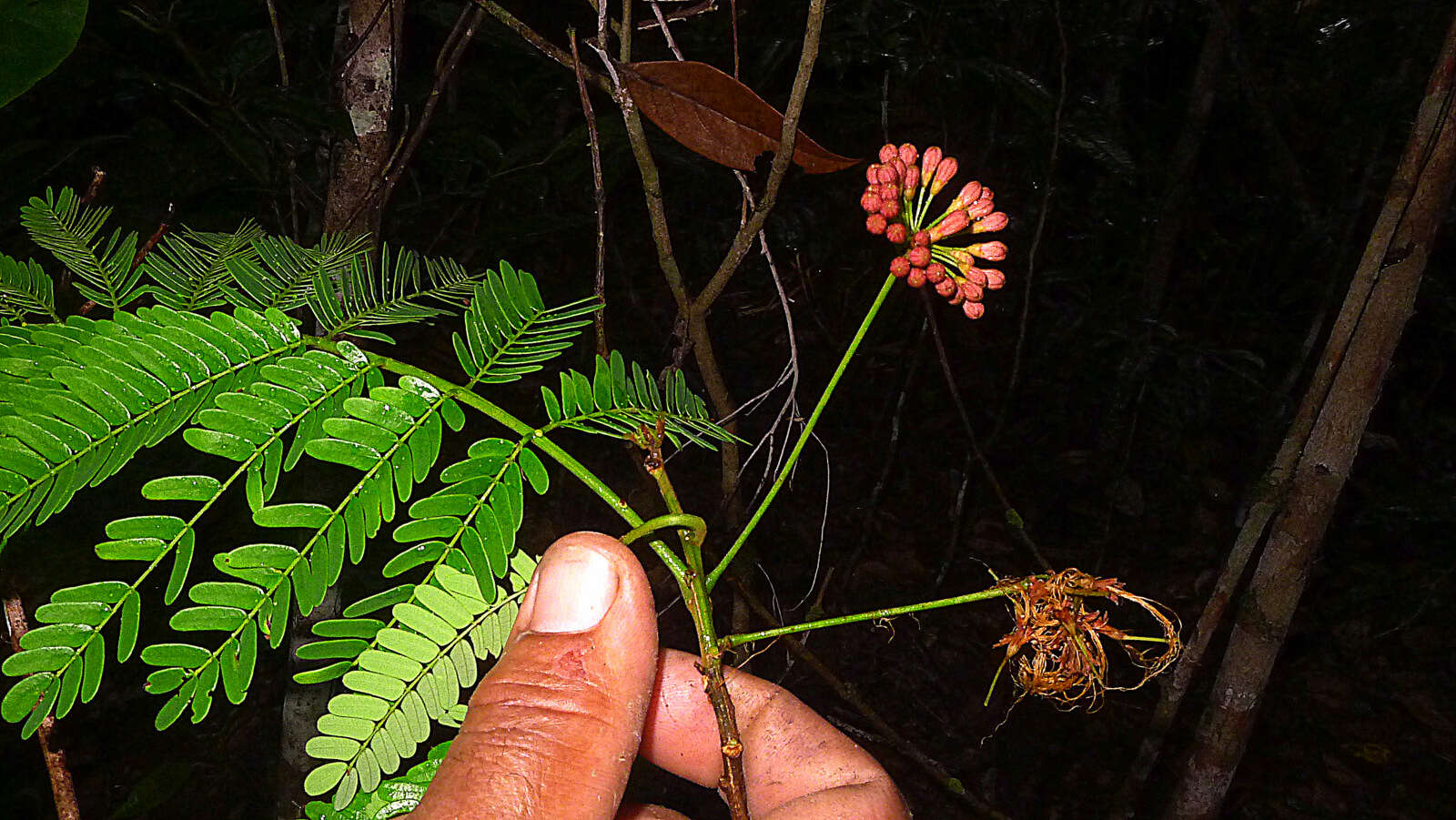 Image of Albizia pedicellaris (Dc.) L. Rico